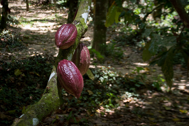 Cacao de Paria 2