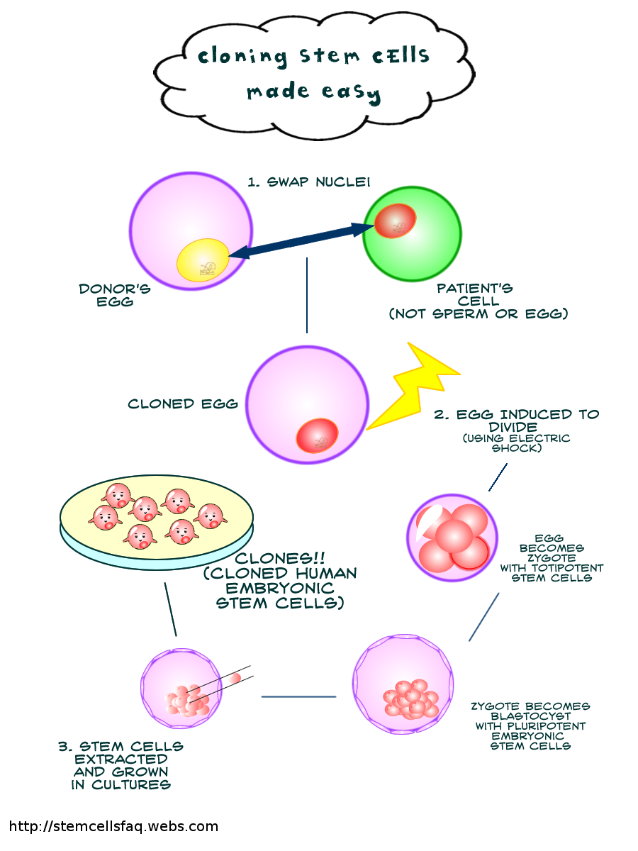 Pros cons stem cell research essays